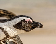 African Penguin closeup