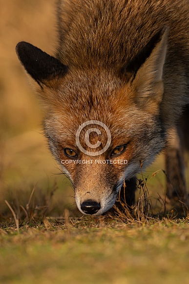 Red fox