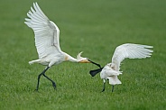 The Eurasian spoonbill