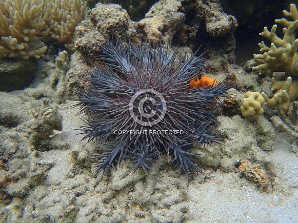 Crown of Thorns Starfish Crown of Thorns Starfish