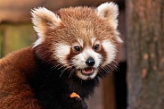 Red Panda Cub Close Up Mouth Open