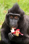 Crested Macaque (Macaca Nigra)