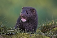 Mink