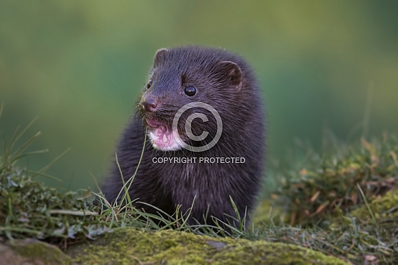 Mink
