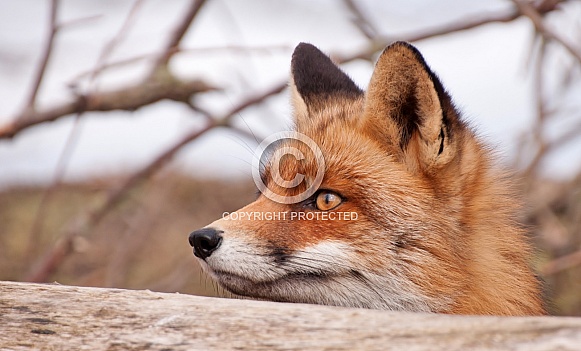 Red Fox Red Fox
