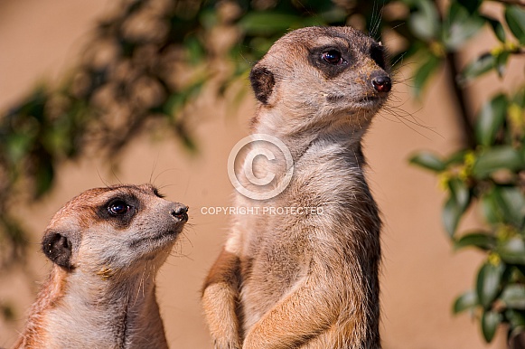 Meerkats
