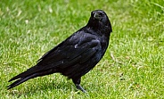 Crow