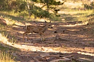 Mule Deer, Odocoileus hemionus