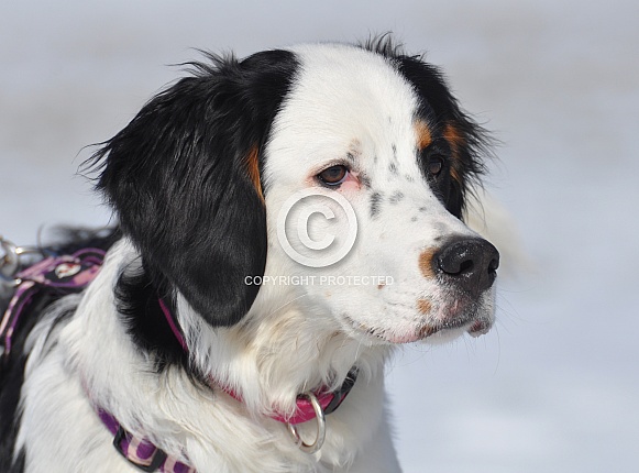 Bernese Mountain Dog Hybrid Bernese Mountain Dog Hybrid