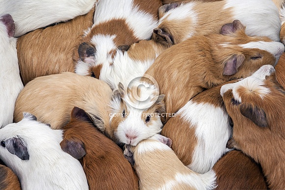 Guinea Pigs - Peru