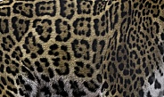 Jaguar Print Pattern
