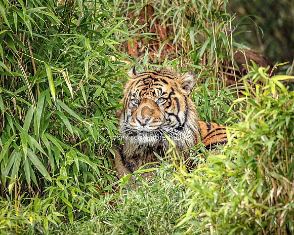 Sumatran tiger