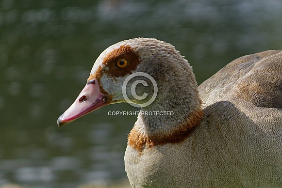 Egyptian Goose