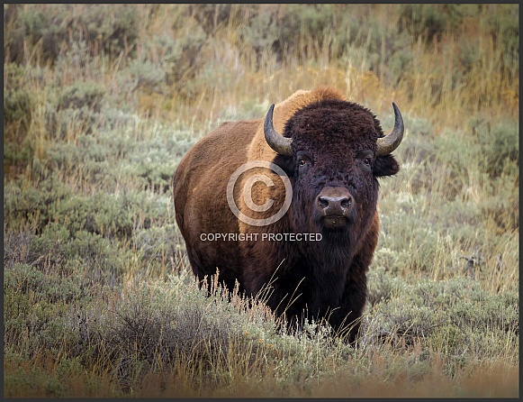 Bison Buffalo in Yellowstone Park