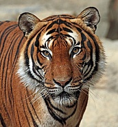 Indochinese Tiger