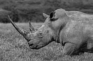 Southern White Rhinoceros