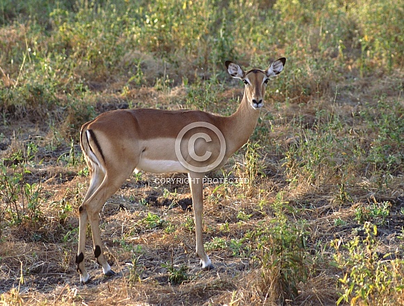 Impala