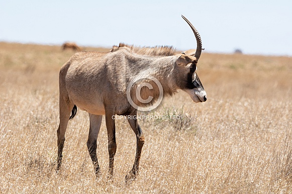 Roan Antelope Roan Antelope