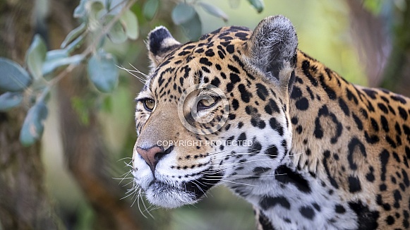 Jaguar (Panthera Onca) Jaguar (Panthera Onca)