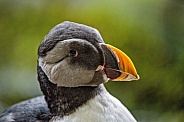 Profile of a puffin