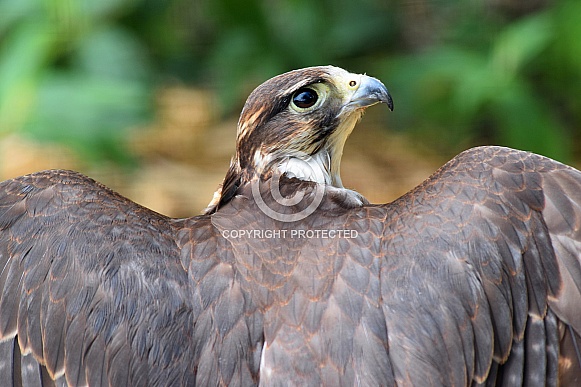 Peregrine Falcon