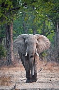 African Elephant portrait