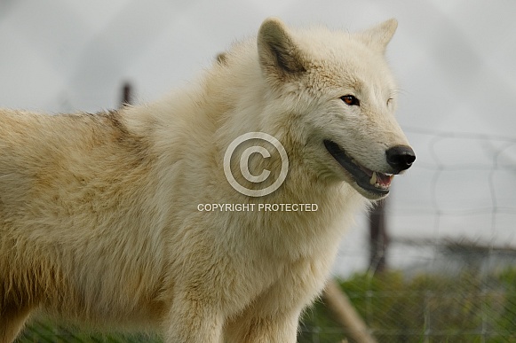 White Wolf