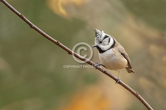 The Crested Tit