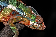 Chameleon
