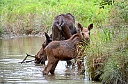 Moose, cow and calf