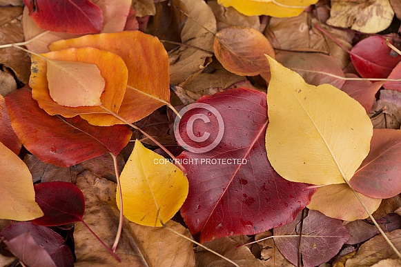 Autumn leaves Autumn leaves