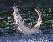 Wild Adult Gulf sturgeon - Acipenser oxyrinchus desotoi - jumping out of water