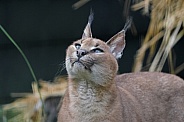 Caracal