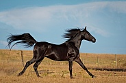 Arabian Horse--Black Stallion