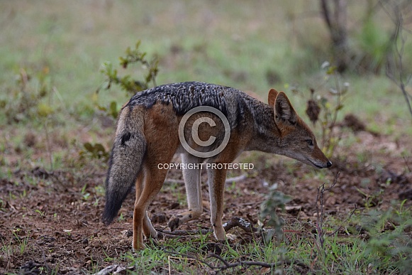 Jackal Black backed
