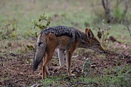 Jackal Black backed
