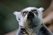 Ring-Tailed Lemur (Lemur Catta)