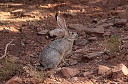 Black-tailed Jackrabbit, Lepus californicus
