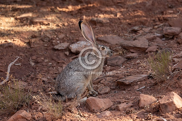 Black-tailed Jackrabbit, Lepus californicus