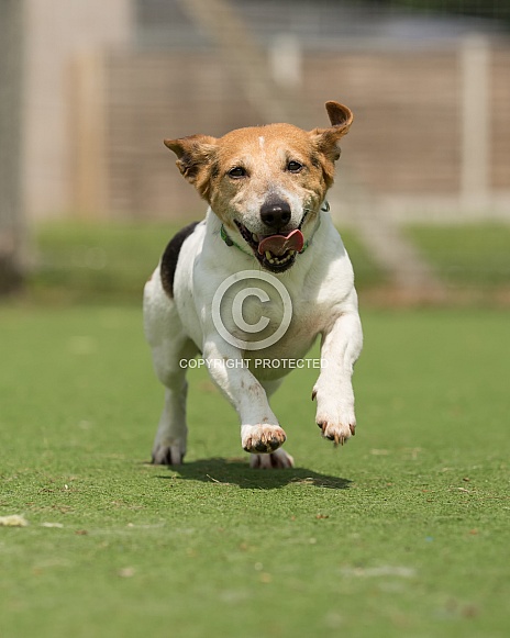 Jack Russell Terrier Running