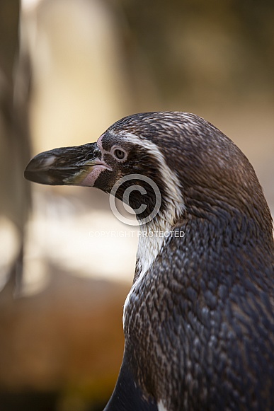 Humboldt Penguin Humboldt Penguin