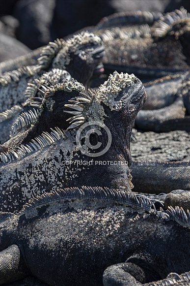 Galapagos Marine Iguana Galapagos Marine Iguana