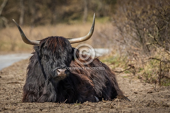 Highland cow