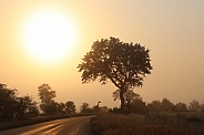 Long road in Africa