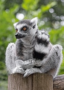 Ring-tailed Lemur