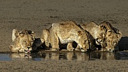 4 Lionesses Drinking