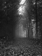 Misty black and white forest