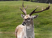 Male Persian fallow Deer