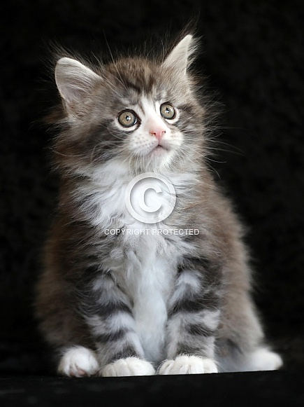 Maine Coon
