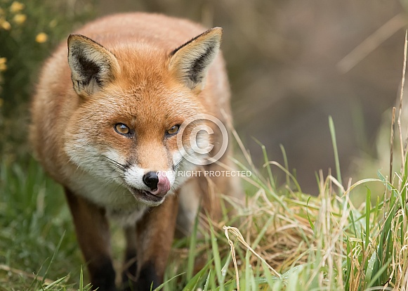 Red Fox Red Fox